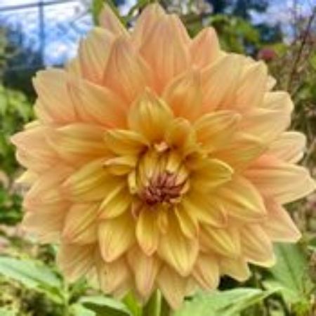 Picture for category Dahlia Plants