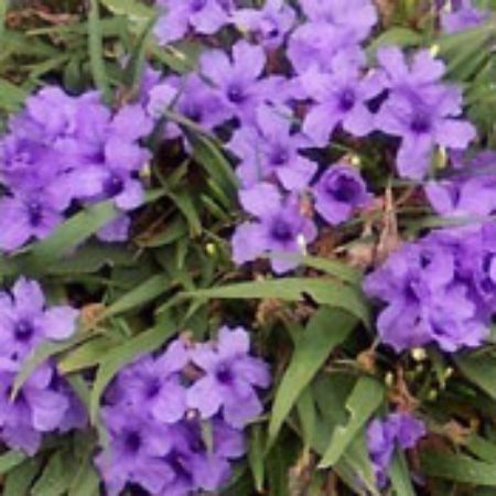 Picture for category Ruellia Plants