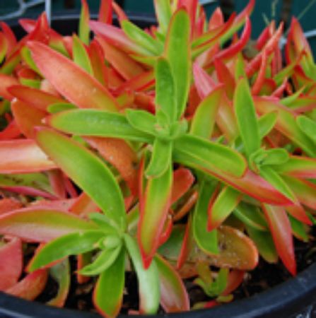 Picture for category Crassula Plants
