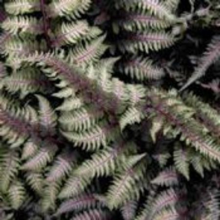 Picture for category Hardy Fern Plants
