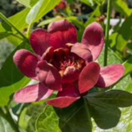 Picture for category Calycanthus Plants