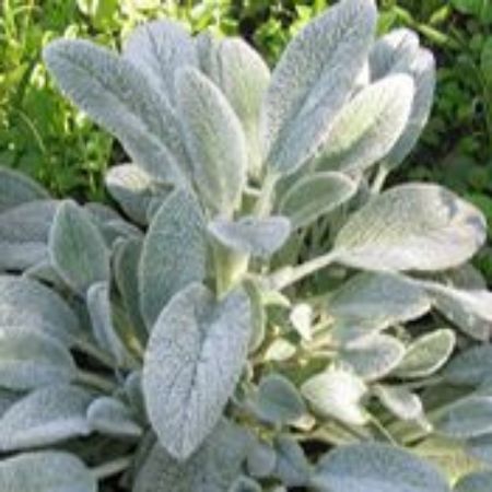 Picture for category Stachys Plants