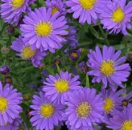 Picture for category Aster Plants