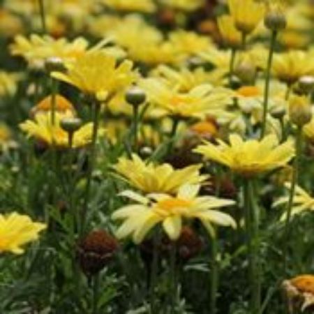 Picture for category Argyranthemum Plants
