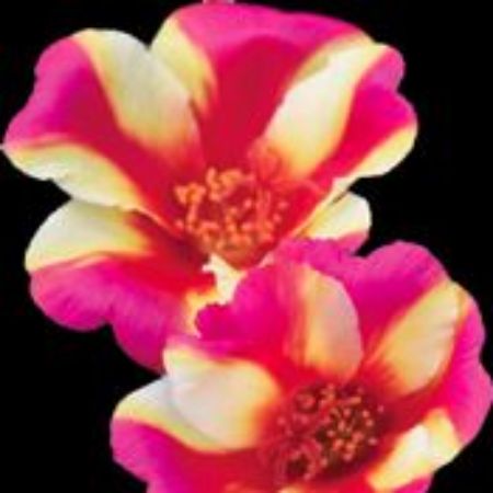 Picture for category Portulaca Plants
