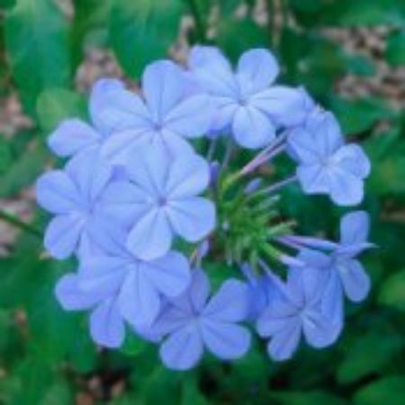 Picture for category Plumbago Plants