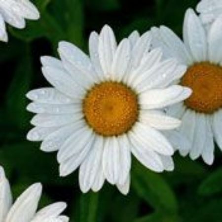 Picture for category Leucanthemum Plants