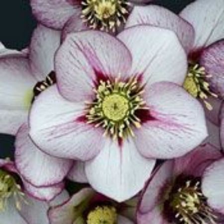 Picture for category Helleborus Plants
