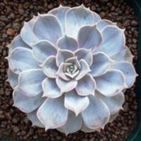 Picture for category Echeveria Plants