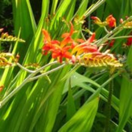 Picture for category Crocosmia Plants
