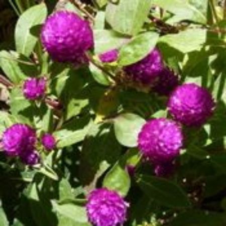 Picture for category Gomphrena Plants