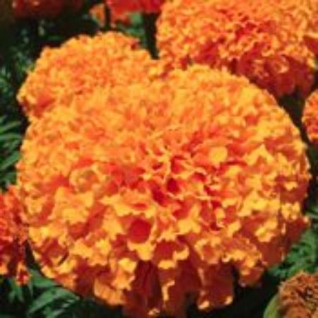 Picture for category Marigold Plants
