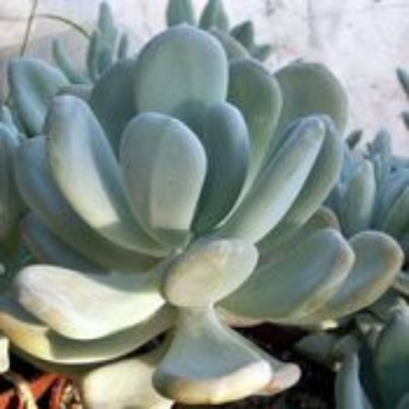 Picture for category Pachyphytum Plants