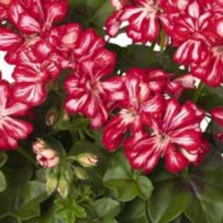 Picture for category Ivy Geranium Plants