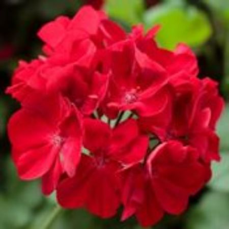 Picture for category Interspecific Geranium Plants