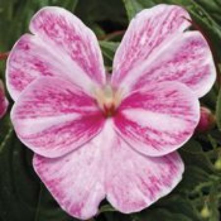 Picture for category New Guinea Impatiens Plants