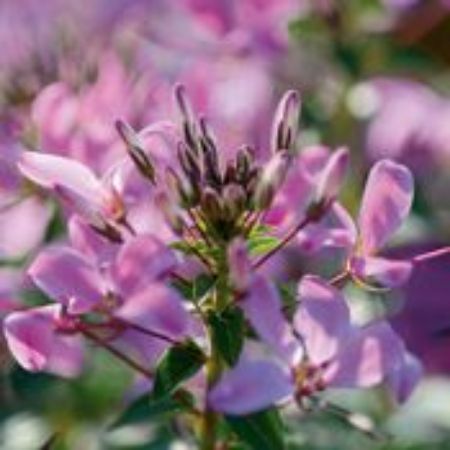 Picture for category Cleome Plants