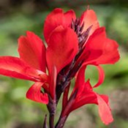 Picture for category Canna Plants