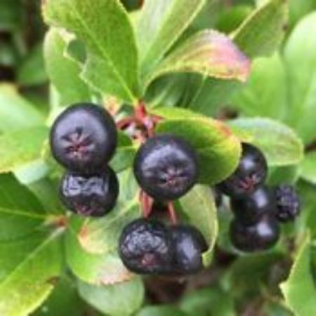 Picture for category Aronia Berry Plants