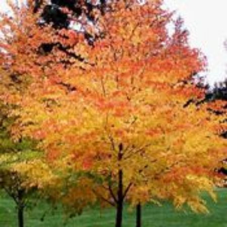 Picture for category Acer Trees