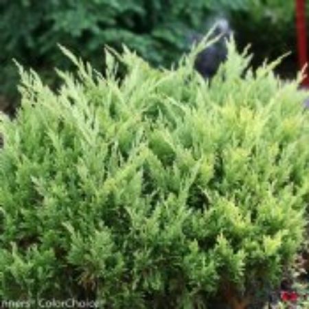 Picture for category Juniper Shrubs