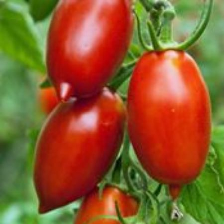 Picture for category Sauce Tomato Plants
