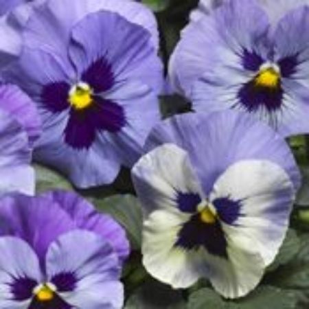 Picture for category Pansy Plants