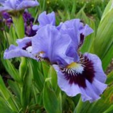 Picture for category Iris Plants