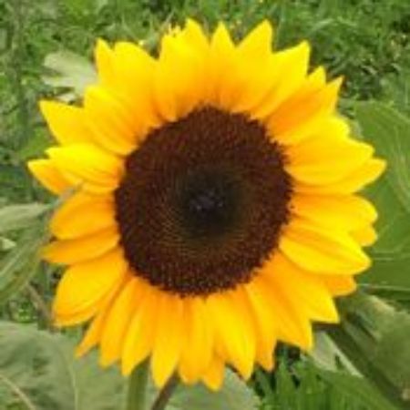 Picture for category Sunflower Plants