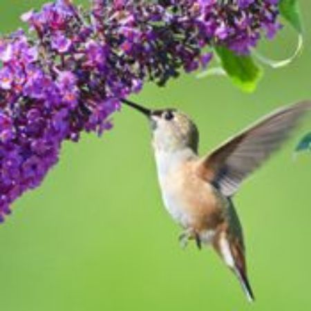 Picture for category Plants for Hummingbirds