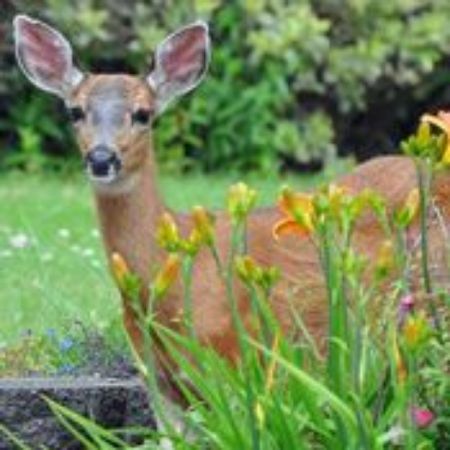 Picture for category Deer Resistant Plants