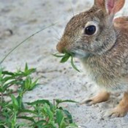 Picture for category Rabbit Resistant Plants
