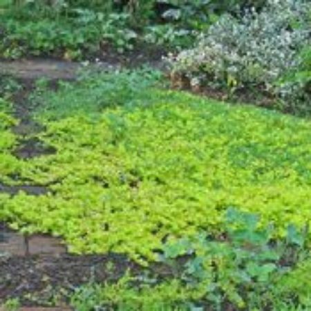 Picture for category Plants for Ground Cover
