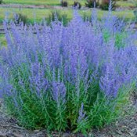 Picture for category Drought Tolerant Plants