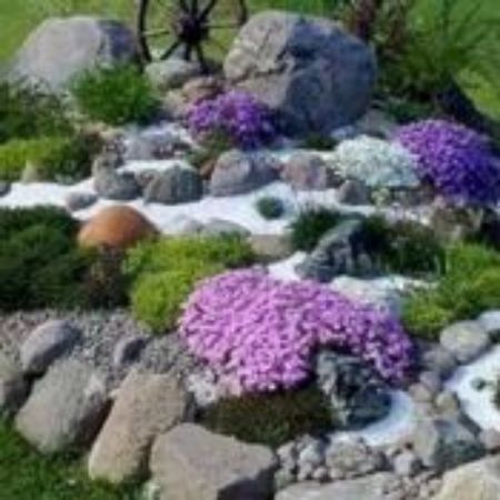 Picture for category Rock Garden