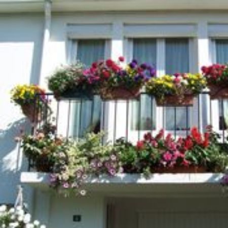 Picture for category Plants for Balconies