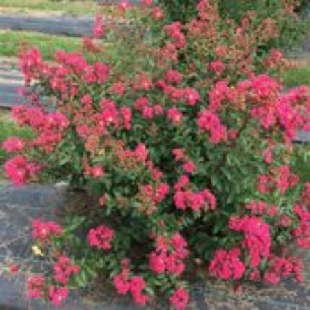 Picture for category Lagerstroemia Plants