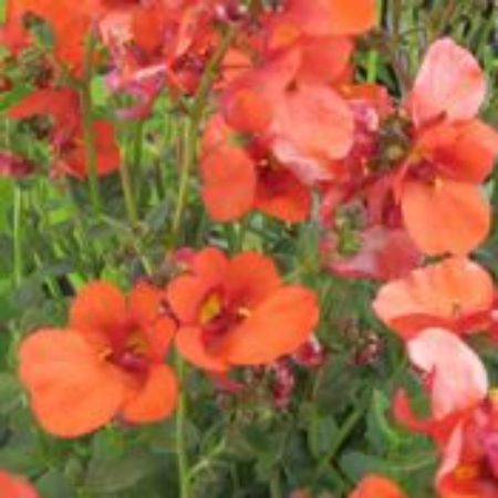 Picture for category Diascia Plants
