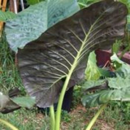 Picture for category Alocasia Plants