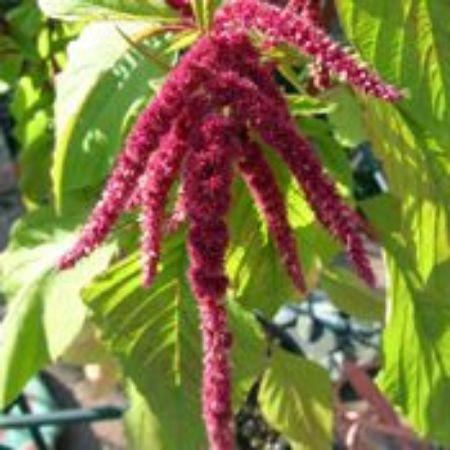 Picture for category Amaranthus Plants