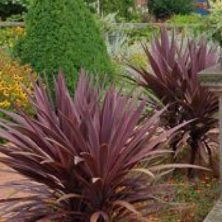 Picture for category Cordyline Plants