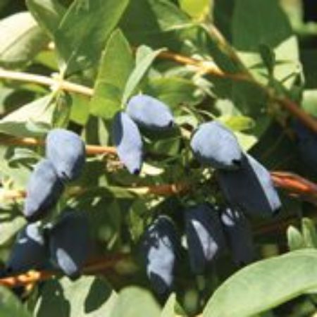 Picture for category Honeyberry Plants