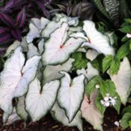 Picture for category Caladium Plants
