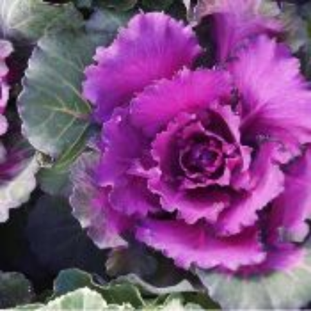 Picture for category Ornamental Cabbage Plants