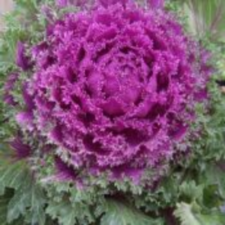 Picture for category Ornamental Kale Plants