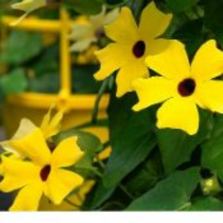 Picture for category Thunbergia Plants