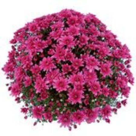 Picture for category Mid Season Belgian Mum Plants