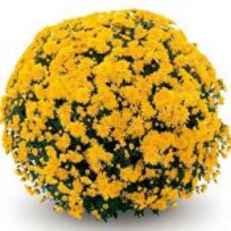 Picture for category Late Season Belgian Mum Plants