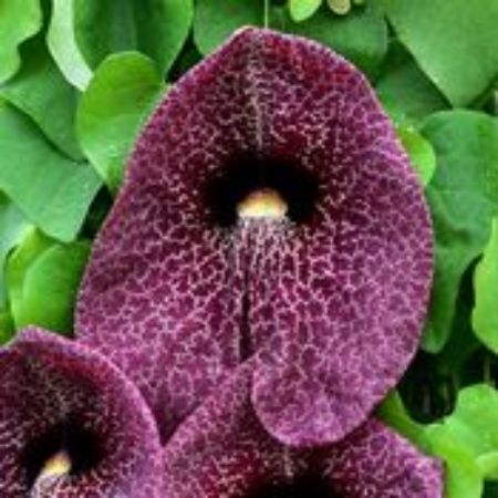 Picture for category Dutchman's Pipe Plants