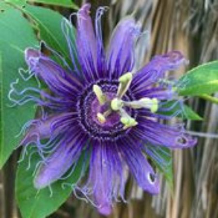 Picture for category Passiflora Plants